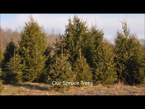Hva er Planting Apart Distance for Colorado Blue Spruce?
