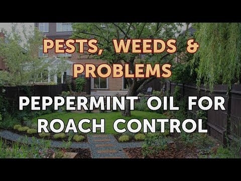 Olej z mäty piepornej pre Roach Control