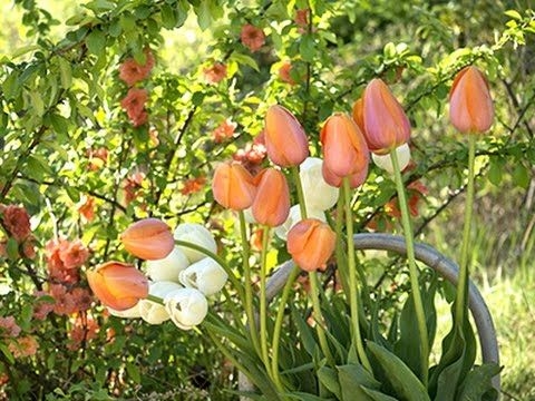 Comment transplanter des tulipes