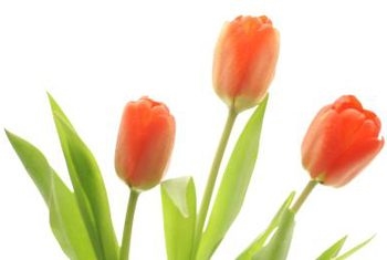 Ako transplantovať tulipány