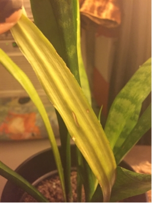 ¿Por qué mi amaryllis solo está creciendo hojas?