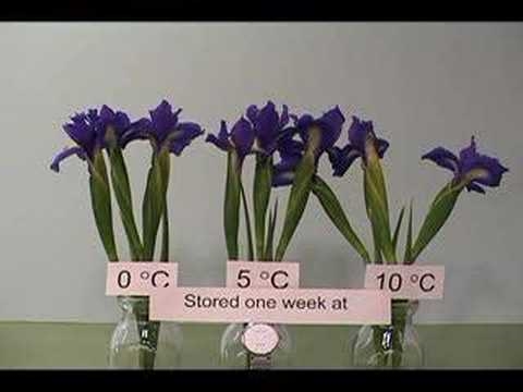 Richtige Temperaturen für die Lagerung von Schnittblumen