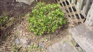 My Spirea Bush umiera