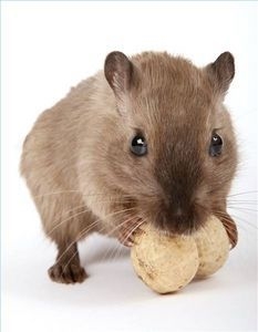 Veci, ktoré sa majú použiť na odpudzovanie myší prirodzene