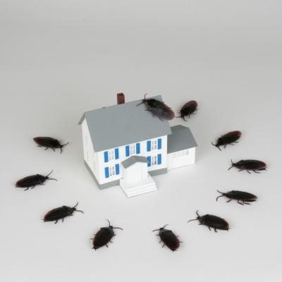 Cómo deshacerse de los insectos en un lavavajillas