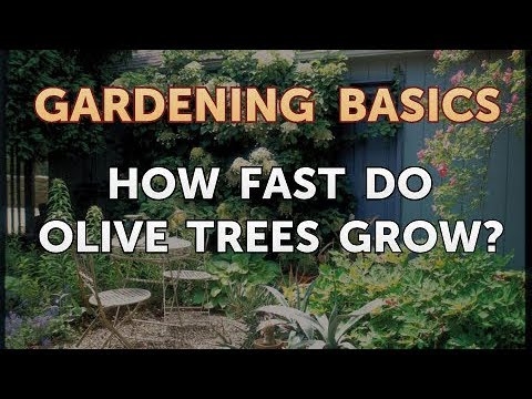 Kuinka nopeasti oliivipuut kasvavat?