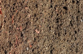 粘土質土壌でよく育つ作物