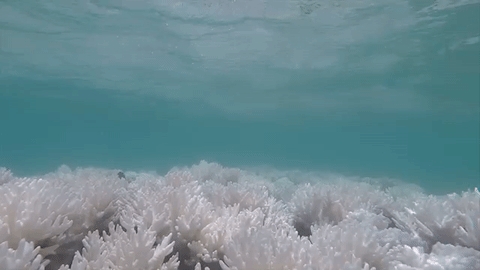 Cómo blanquear coral blanco