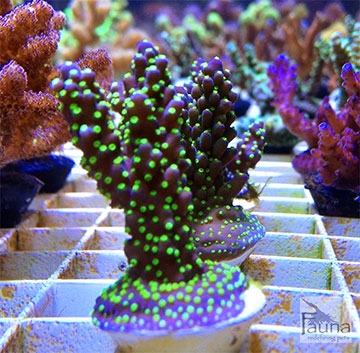 Hogyan fehérítsük ki a korallfehérjét