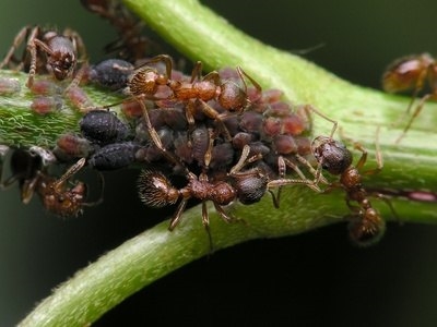 Cómo matar hormigas con café