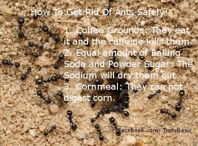 Kahve ile karıncalar öldürmek nasıl