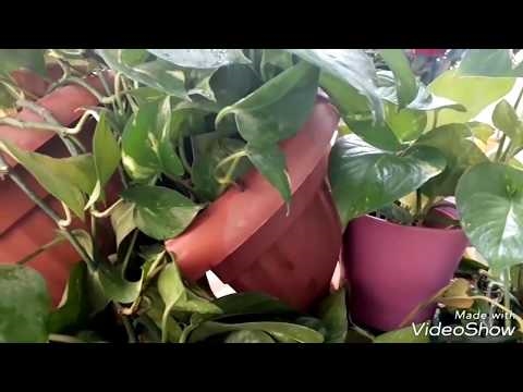 كيفية إصلاح نبات الأفعى مع أوراق Drooping