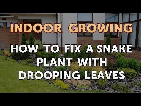 Comment réparer une plante serpent aux feuilles tombantes