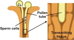 Hvad er funktionerne ved pollen?