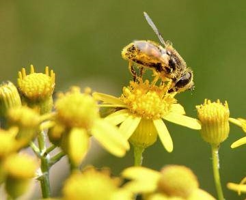 Quelles sont les fonctions du pollen?
