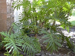Split Leaf Philodendron snoeien