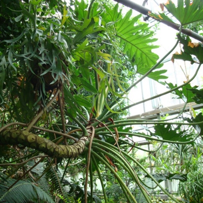 Poda de Philodendron da folha rachada
