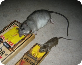 Cómo deshacerse de los ratones en su techo de caída