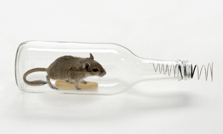 Hoe zich te ontdoen van muizen in uw verlaagd plafond
