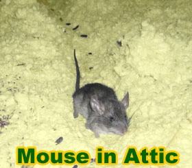 Jak pozbyć się myszy na suficie