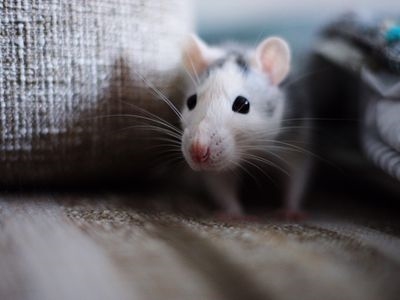 Cum să scapi de șoareci în tavanul tău de picătură