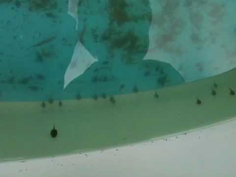Hoe kikkervisjes uit een zwembad te verwijderen