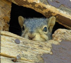 Wie man Eichhörnchen in den Wänden loswird