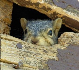 Kuidas seintest oravaid lahti saada