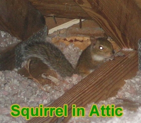 Hogyan lehet megszabadulni a mókusoktól a falakban