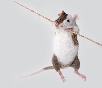 כיצד לנקות שתן של עכברים