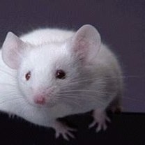 Jak czyścić myszy w moczu