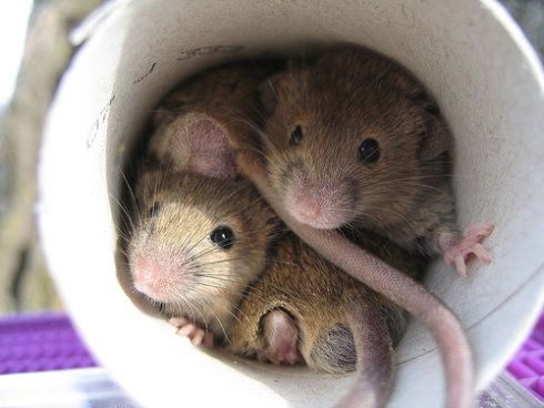 كيفية التخلص من الفئران في السقيفة