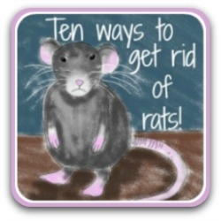 Comment se débarrasser des rats dans le hangar