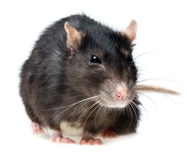 Kako se riješiti štakora u šupu