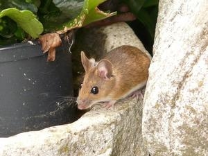 Cara Menghilangkan Tikus di Gudang