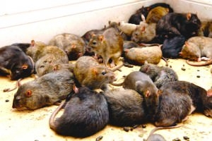 Как избавиться от крыс в сарае