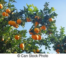 Hvornår er appelsiner modne i Florida?