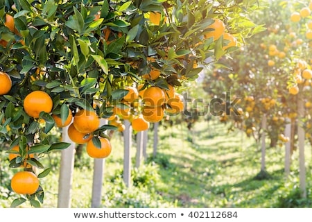 ¿Cuándo están maduras las naranjas en Florida?