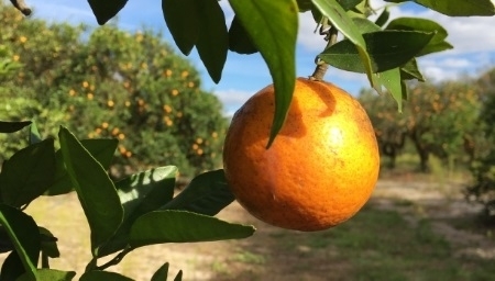 Quand les oranges mûrissent-elles en Floride?