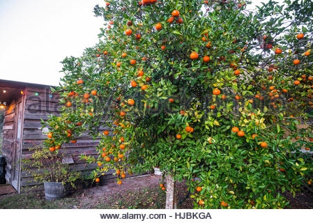 Quando sono mature le arance in Florida?