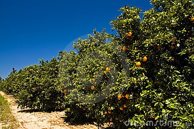 Когда апельсины созрели во Флориде?