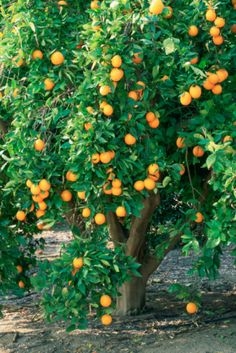 När är apelsiner mogna i Florida?