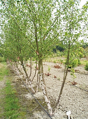 Comment transplanter des arbres de bouleau