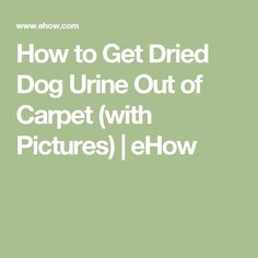 Come sbarazzarsi dell'odore di urina nei tappeti