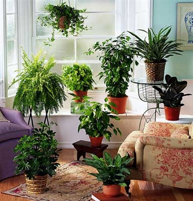 كيف ينمو نبات اللوتس داخل المنزل