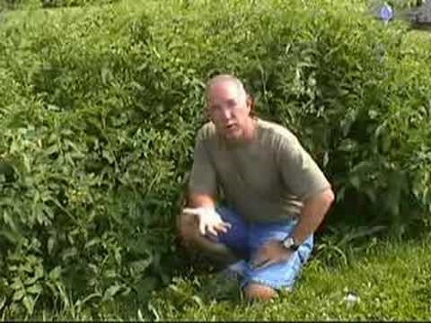 Kako nanijeti pileći gnoj na travnjak