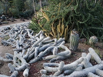 Nebezpečné pouštní rostliny