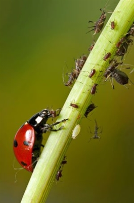 Wie man Insekten loswird, die einen Geldbaum fressen