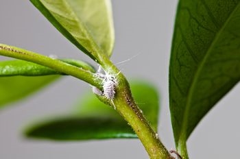 Jak pozbyć się owadów jedzących drzewo pieniędzy