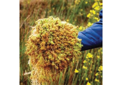 Τι είναι το Sphagnum Moss χρησιμοποιείται για;